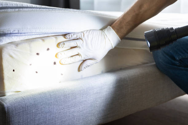 Flea Control Services in Kodiak, AK
